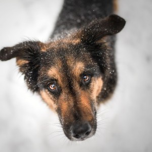 Charlie im Schnee